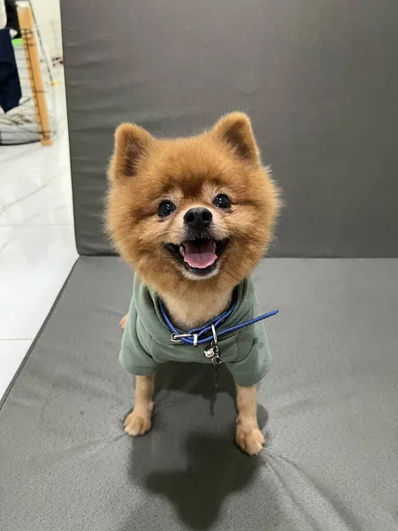 Gülümseyen Kahverengi Pomeranya Köpeği Veya Yeşil Gömlek Giyen Köpek Yavrusu — Stok fotoğraf
