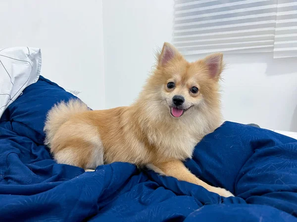 Förtjusande Happy Pomeranian Dog Eller Valp Sitta Eller Ligga Blue — Stockfoto