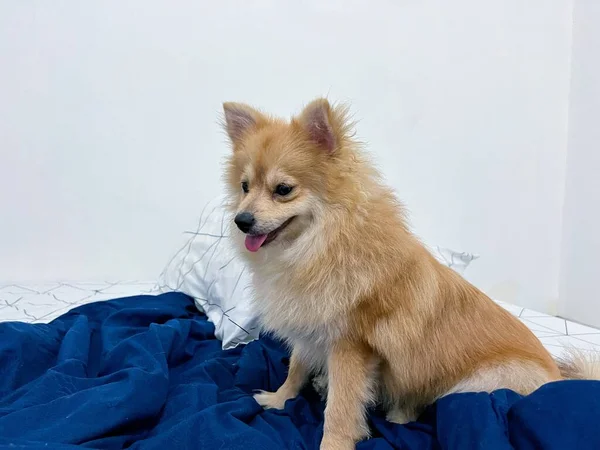Adorable Happy Pomeranian Dog Puppy Sit Lay Blue Bedcover Blanket — Stock Photo, Image