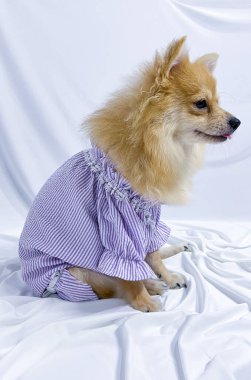 Sevimli kahverengi Pomeranian köpeği ya da köpek yavrusu beyaz izole arka planda mor elbise giyiyor.