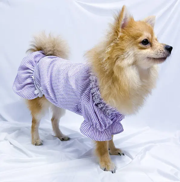 Adorable Perro Pomerania Marrón Cachorro Con Vestido Púrpura Sobre Fondo —  Fotos de Stock