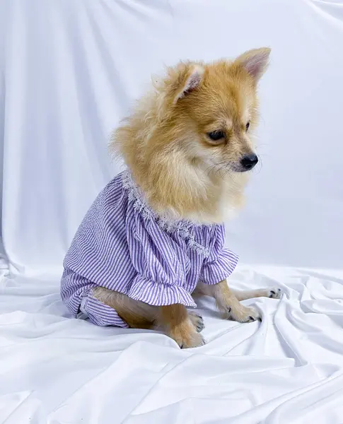 Adorable Brown Pomeranian Dog Puppy Wearing Purple Dress White Isolated — Stock Photo, Image