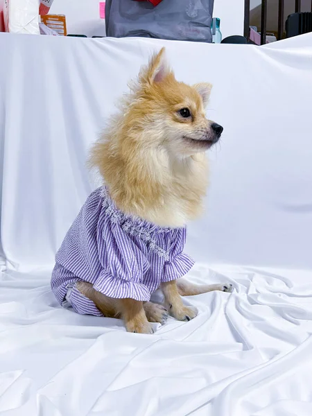 白い隔離された背景の紫色のドレスを身に着けている好ましい茶色のシカゴの犬か子犬 — ストック写真