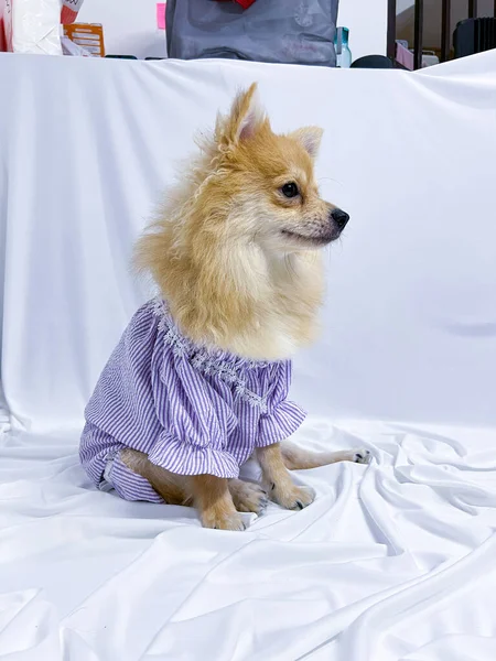 Adorable Perro Pomerania Marrón Cachorro Con Vestido Púrpura Sobre Fondo —  Fotos de Stock