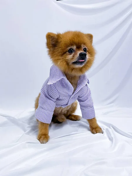 배경에 자주색 셔츠를 스러운 포메라니아 강아지 — 스톡 사진