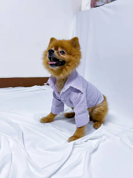 Adorable Macho Marrón Mini Perro Pomerania Cachorro Con Camisa Manga —  Fotos de Stock