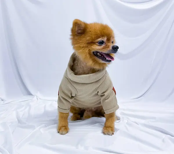 Adorable Macho Marrón Mini Perro Pomeraniano Cachorro Con Camisa Manga —  Fotos de Stock
