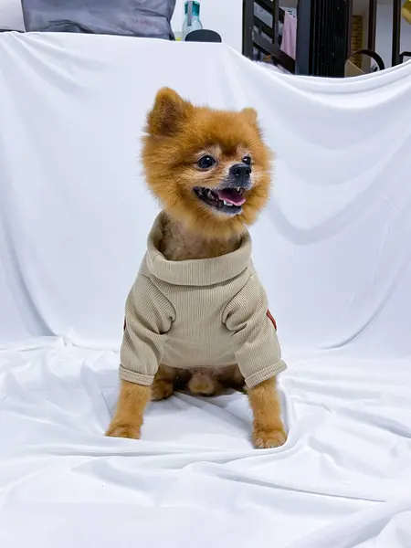 Adorable Macho Marrón Mini Perro Pomeraniano Cachorro Con Camisa Manga —  Fotos de Stock
