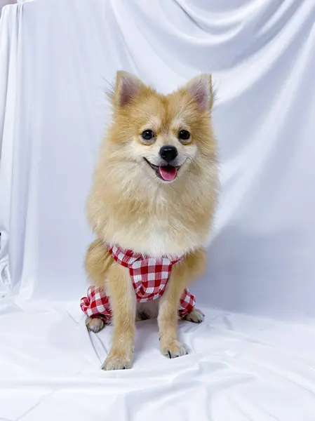 Adorable Perro Pomerania Marrón Cachorro Con Ropa Roja Sobre Fondo —  Fotos de Stock