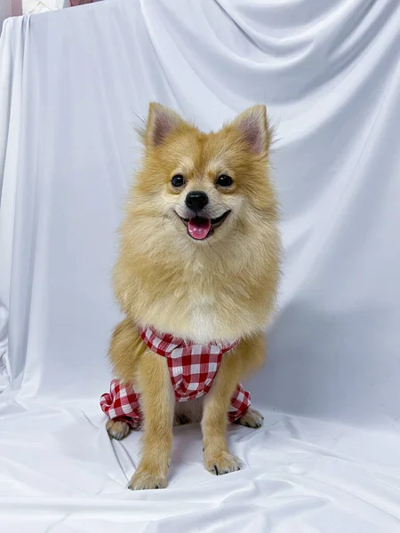 Bedårande Brun Pommerska Hund Eller Valp Bär Röda Kläder Vit — Stockfoto