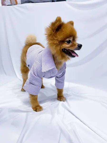 隔離された白い背景の紫色の長い袖のシャツを身に着けている好ましい男性の茶色のミニヘルニアの犬か子犬 — ストック写真
