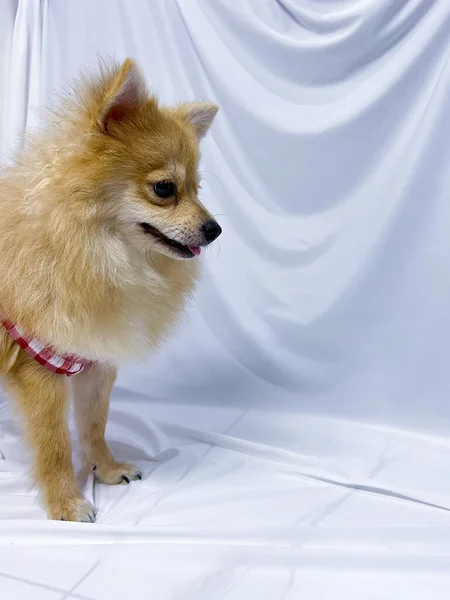 Adorable Perro Pomerania Marrón Cachorro Con Ropa Roja Sobre Fondo —  Fotos de Stock