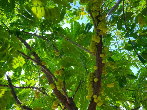 Grupo Frutas Verdes Llamado Phyllanthus Acidus Grosella Malaya Grosella Estrellada — Foto de Stock