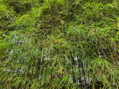 İnce saplı yoğun yeşil bambu yaprağı kümesi, gür ve canlı bir doku arkaplanı oluşturur. Yüksek kalite fotoğraf