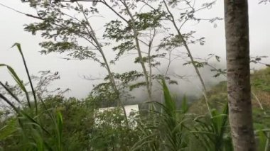 Sisli orman, tepe ya da dağ manzarası. Sis gizemli bir atmosfer yaratırken, yoğun yeşillik canlı bir ekosistemi işaret ediyor.