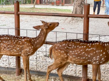 Kırmızımsı kahverengi paltolu ve beyaz benekli iki genç geyik hayvanat bahçesinde ya da parkta duruyor. Geyik metal bir çite yaslanmış, çevreye bakıyor..