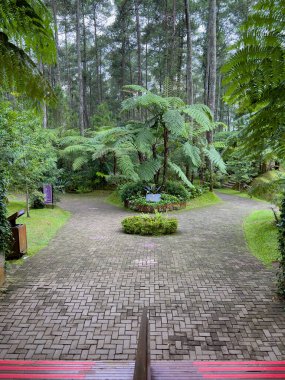 Zarif bir şekilde çeşitli bitki örtüleri ve faunalarla dolu canlı ve yemyeşil bir ormana götüren büyüleyici bir tuğla yürüyüş yolu.