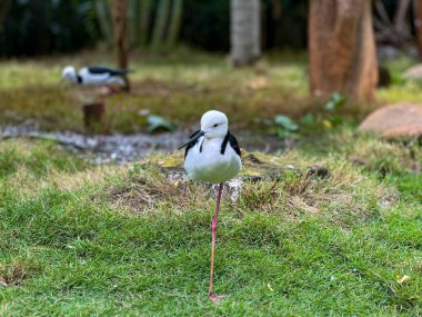 Çarpıcı bir siyah kanatlı Stilt ya da Himantopus himantopus, canlı kırmızı bacaklı siyah ve beyaz kuş doğal yaşam alanıyla çevrili yemyeşil çimlerin arasında zarif bir şekilde duruyor.