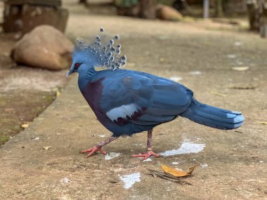 Victoria Crowned Pigeon veya Goura victoria mavi kuşu, uzun kuyruğuyla karakterize edilir, zarif bir şekilde gün ışığında asfalt kaldırımda yürüyor.