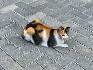 Güzel bir yavru kedi, sıcak tuğlalı kaldırıma uzanıyor ve dışarıda güzel bir günde güneşin tadını çıkarıyor.