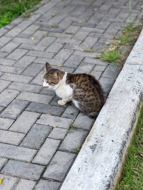 Güzel bir tekir kedi, sıcak tuğlalı kaldırıma uzanıyor ve dışarıda güzel bir günde güneşin tadını çıkarıyor.
