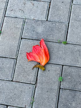 Afrika lale ağacı veya Spatthodea campanulata 'nın canlı kırmızı bir çiçeği gri tuğla patikalara dayanır. Minimalist, yukarıdan aşağıya görünüm