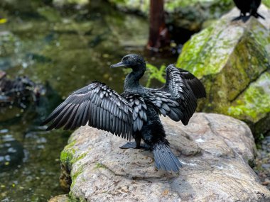 Zarif bir Küçük Kara Karabatak ya da Phalacrocorax sülcirostris kayaların arasına yerleştirilmiş sakin bir su kaynağıyla büyük kanatlarını zarifçe sergiler.