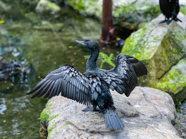 Zarif bir Küçük Kara Karabatak ya da Phalacrocorax sülcirostris kayaların arasına yerleştirilmiş sakin bir su kaynağıyla büyük kanatlarını zarifçe sergiler.