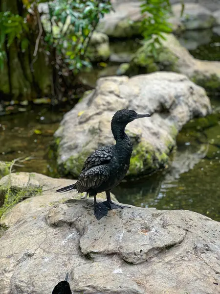 Zarif bir Küçük Kara Karabatak ya da Phalacrocorax sülcirostris kayaların arasına yerleştirilmiş sakin bir su kaynağıyla büyük kanatlarını zarifçe sergiler.