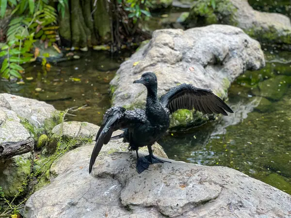 Zarif bir Küçük Kara Karabatak ya da Phalacrocorax sülcirostris kayaların arasına yerleştirilmiş sakin bir su kaynağıyla büyük kanatlarını zarifçe sergiler.