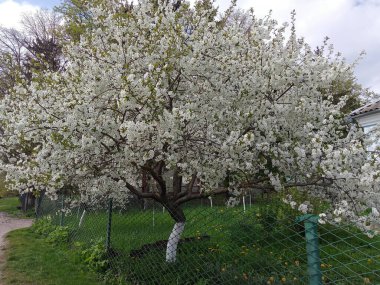 blooming apple tree in spring, note shallow depth of field.