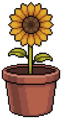 Beyaz zemin üzerinde 8bit oyun için vazo vektör simgesinde pikselli ayçiçeği