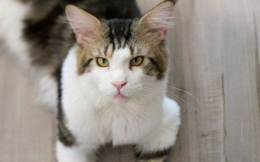 Kediler, insanların evde tutmayı sevdiği sevimli hayvanlardır..