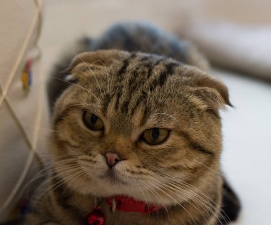 Kediler, insanların evde tutmayı sevdiği sevimli hayvanlardır..