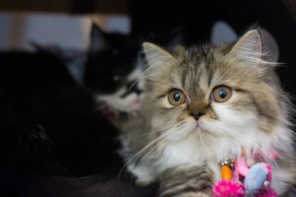 Katzen Sind Süße Tiere Die Menschen Gerne Haus Halten — Stockfoto