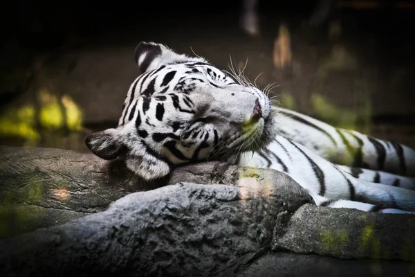 Tiger Lion Wildanimal Animal Zoo Wild Whittiger — Stock Photo, Image