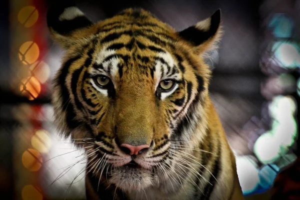 Lion Tigre Animal Sauvage Zoo Sauvage — Photo