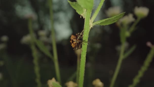 Petit Insecte Chou Rouge Déplace Sur Plante Verte — Video