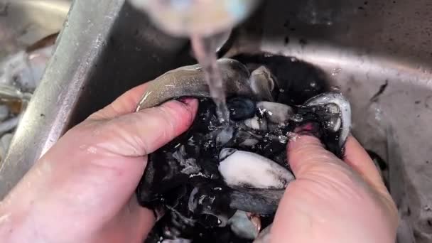 イカは女性の手でタップの下で洗浄されます — ストック動画