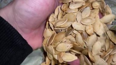 Balkabağı tohumları ağır çekimde toplanır.