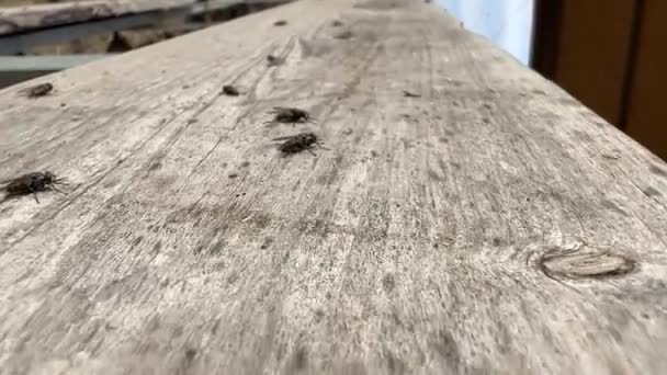 Viele Fliegen Der Sonne Auf Der Holzoberfläche — Stockvideo