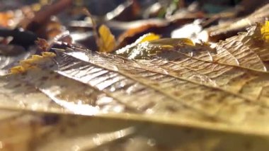 Sonbahar yaprakları parlak ve ıslak zeminde
