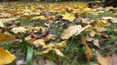 Yapraklar sonbaharda parkta yere düşer.