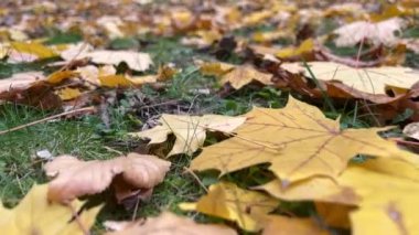 Yeşil çimenlerin arasında güzel sonbahar yaprakları