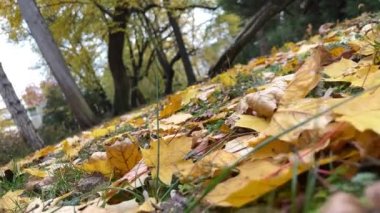 Şehir parkında sonbahar yaprakları
