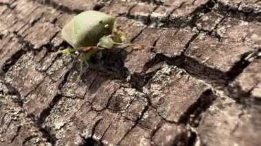 Ağacın kabuğunda yeşil böcek yürüyor