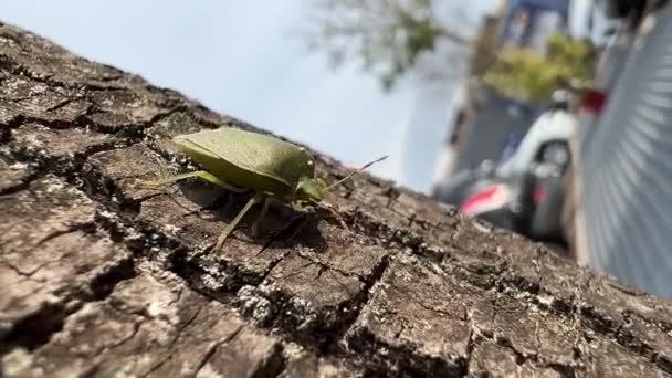 Bug Verde Cammina Sull Albero Nel Parcheggio — Video Stock