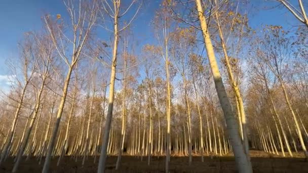 Zachód Słońca Nad Pięknym Lasem Drzew Zasadzonych Przez Człowieka — Wideo stockowe