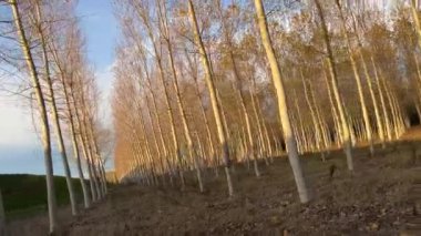 Sonbaharda yüksek kavak ağaçları