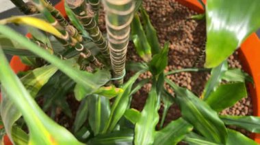 İçinde çakıl taşları olan bir kabın içinde büyüyen yeşil bitki.